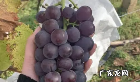 自己做的葡萄酒保质期多久,自酿葡萄酒能保存多久