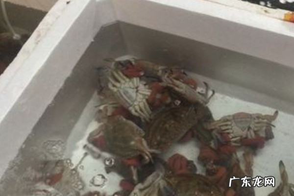 怎么养螃蟹活的时间长,买回来的螃蟹怎么养才能活得长久一些