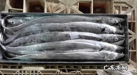 带鱼生活在海底多少米,带鱼一般生活在哪些海域中