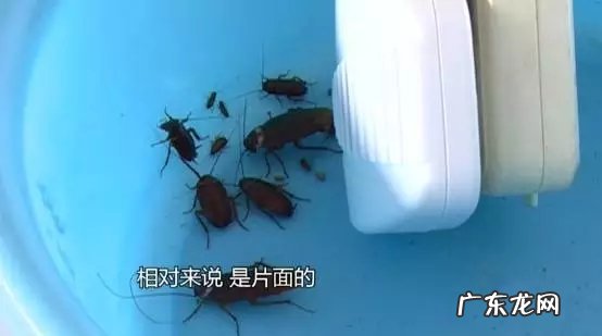 超声波能驱赶老鼠吗,超声波真的能驱除老鼠蟑螂么