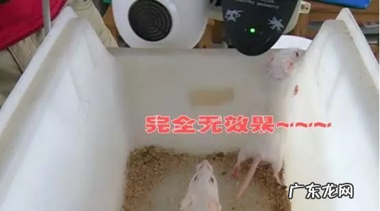 超声波能驱赶老鼠吗,超声波真的能驱除老鼠蟑螂么