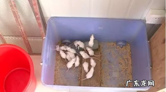 超声波能驱赶老鼠吗,超声波真的能驱除老鼠蟑螂么
