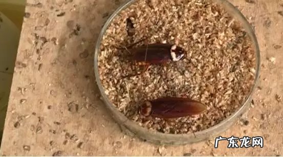 超声波能驱赶老鼠吗,超声波真的能驱除老鼠蟑螂么