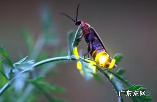 萤火虫的习性,萤火虫的生活习性是什么