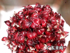 新鲜玫瑰茄要怎么晒干,新鲜玫瑰茄怎么晒干保存