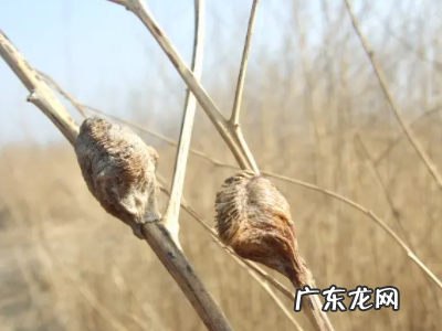桑螵蛸是什么,桑螵蛸和海螵蛸的区别