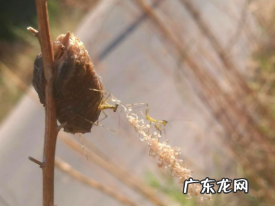 桑螵蛸是什么,桑螵蛸和海螵蛸的区别