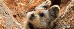 伊犁鼠兔主要生活地区 伊犁鼠的特点