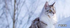 缅因猫的性格特点 缅因猫的特点