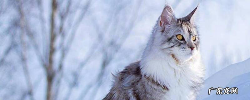 缅因猫的性格特点 缅因猫的特点