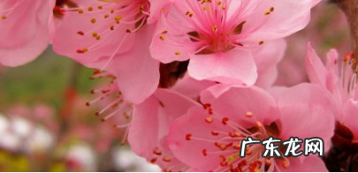 桃花的特征是什么,桃花有哪些特点