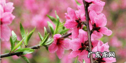 桃花的特征是什么,桃花有哪些特点