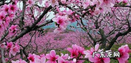 桃花的特征是什么,桃花有哪些特点