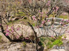 桃花的特征是什么,桃花有哪些特点