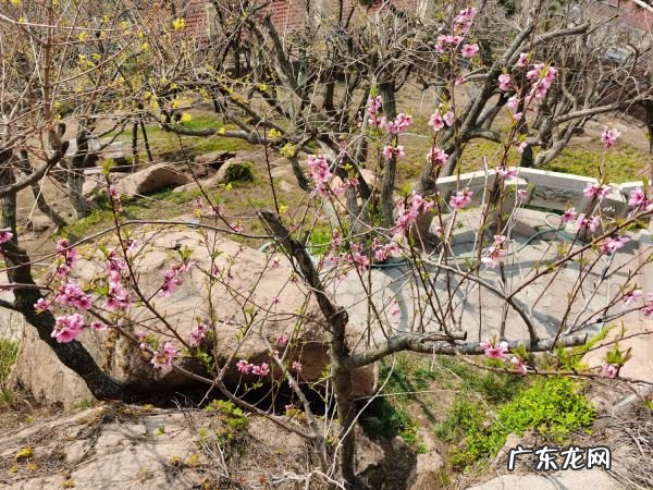 桃花的特征是什么,桃花有哪些特点