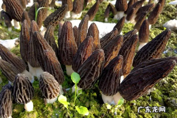 怎么样种植羊肚菌,羊肚菌栽培技术