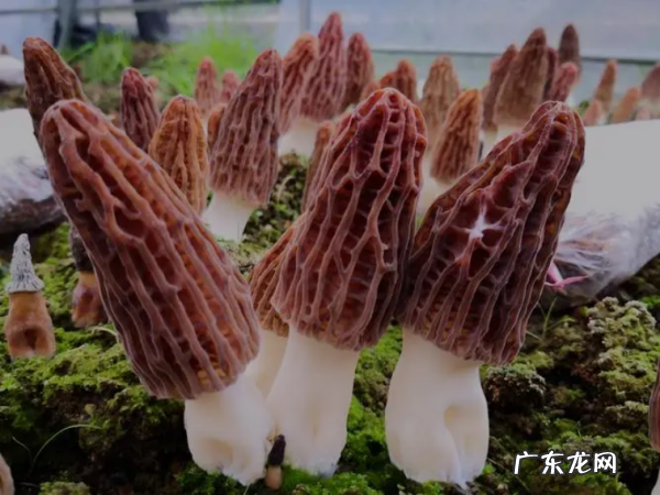 怎么样种植羊肚菌,羊肚菌栽培技术