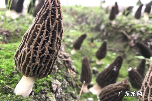 怎么样种植羊肚菌,羊肚菌栽培技术