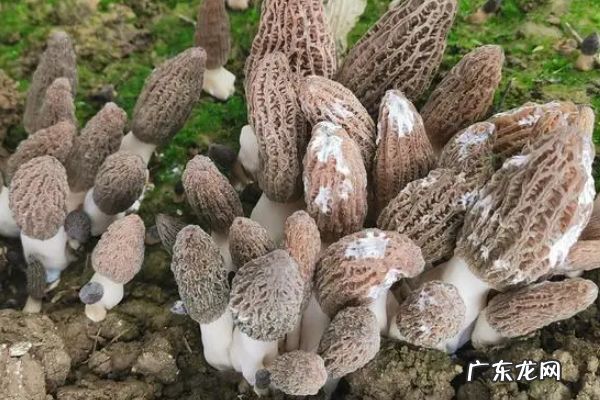 怎么样种植羊肚菌,羊肚菌栽培技术