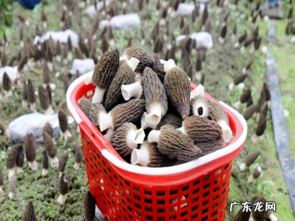 怎么样种植羊肚菌,羊肚菌栽培技术