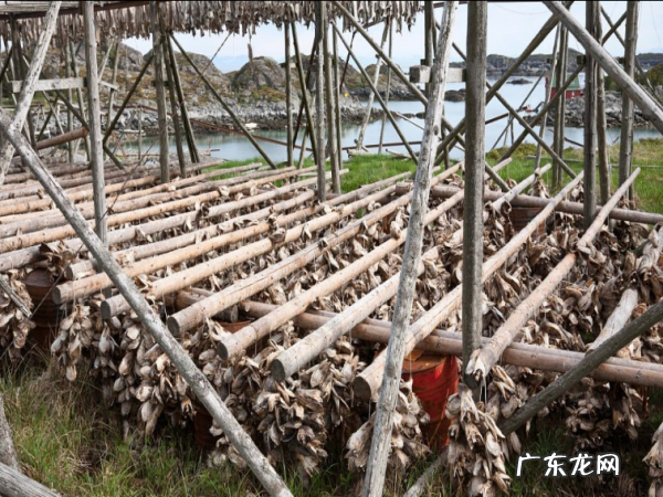 怎么样种植羊肚菌,羊肚菌栽培技术