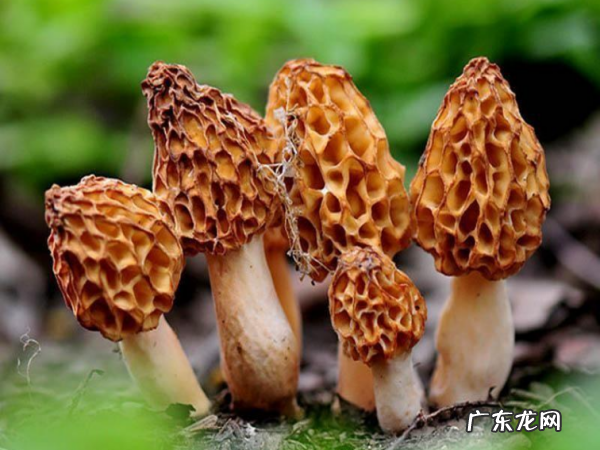 怎么样种植羊肚菌,羊肚菌栽培技术