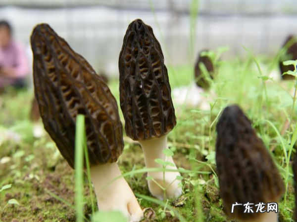 怎么样种植羊肚菌,羊肚菌栽培技术