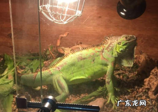 蜥蜴是爬行动物,蜥蜴属于爬行动物还是两栖动物