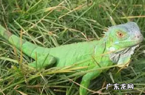 蜥蜴是爬行动物,蜥蜴属于爬行动物还是两栖动物