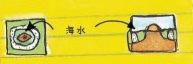 珊瑚礁主要有几种,珊瑚礁海岸有哪几种类型它们之间有何种成生联系