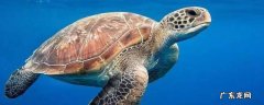 海龟的特点 海龟的特点和生活特征