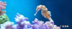 海马的特点 海马的特点有哪些