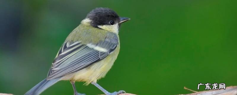 大山雀长什么样 日本大山雀的特点