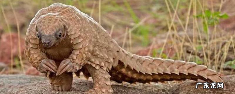 穿山甲的特点和生活特征作文 穿山甲的特点