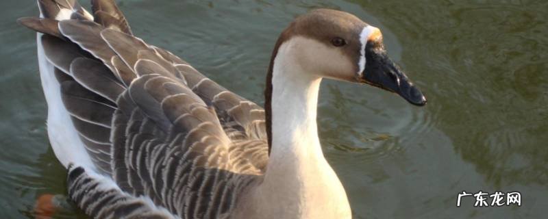 鹅怎么吃 扬州老鹅怎么吃