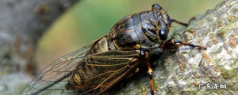 知了的特点 知了的特点是在树上干什么