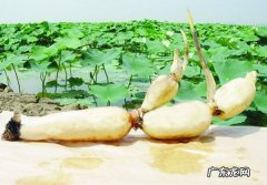 莲藕七孔和九孔的区别,莲藕七孔和九孔的区别哪些是炖汤的