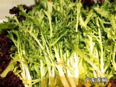苦菊生吃好还是熟吃好,苦菊可以炒着吃怎么做