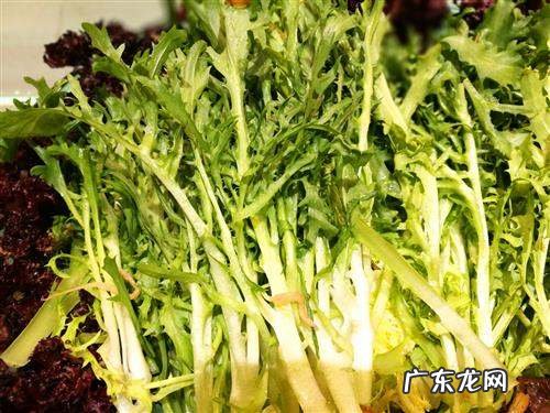 苦菊生吃好还是熟吃好,苦菊可以炒着吃怎么做