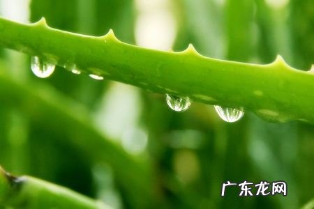 怎么样知道扦插的芦荟己成活,芦荟怎样扦插成活率高如何扦插芦荟成活率高