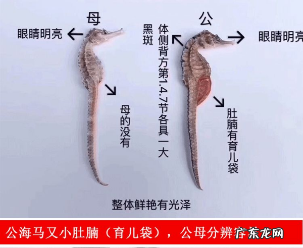 海马怎么分辨公母,公母海马怎么分辨