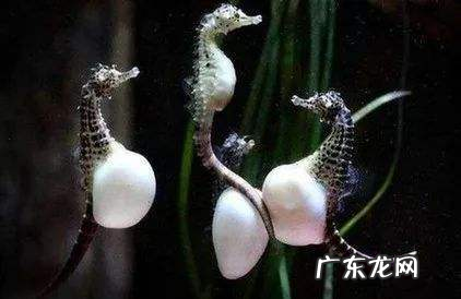 海马怎么分辨公母,公母海马怎么分辨