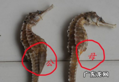 海马怎么分辨公母,公母海马怎么分辨