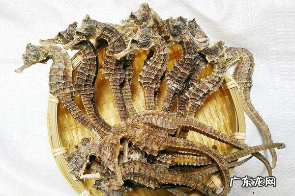 海马怎么分辨公母,公母海马怎么分辨