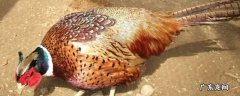 田地里怎么驱赶野鸡 庄稼地里怎样驱赶野鸡