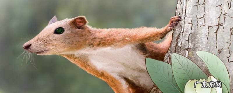 普尔加托里猴还有吗 普尔加托里猴的特点