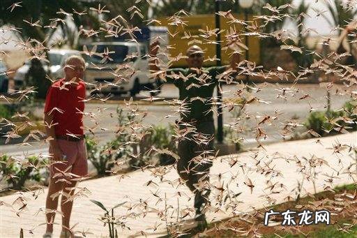 中国会受蝗灾影响,蝗灾影响中国可能性低的原因