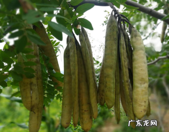 皂角怎么洗头用,皂角怎么弄来洗头有何功效