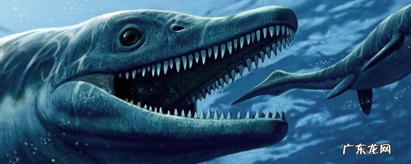 鱼龙的特点 龙鱼的主要特征