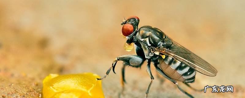 螳水蝇的特点 水蝇是害虫吗